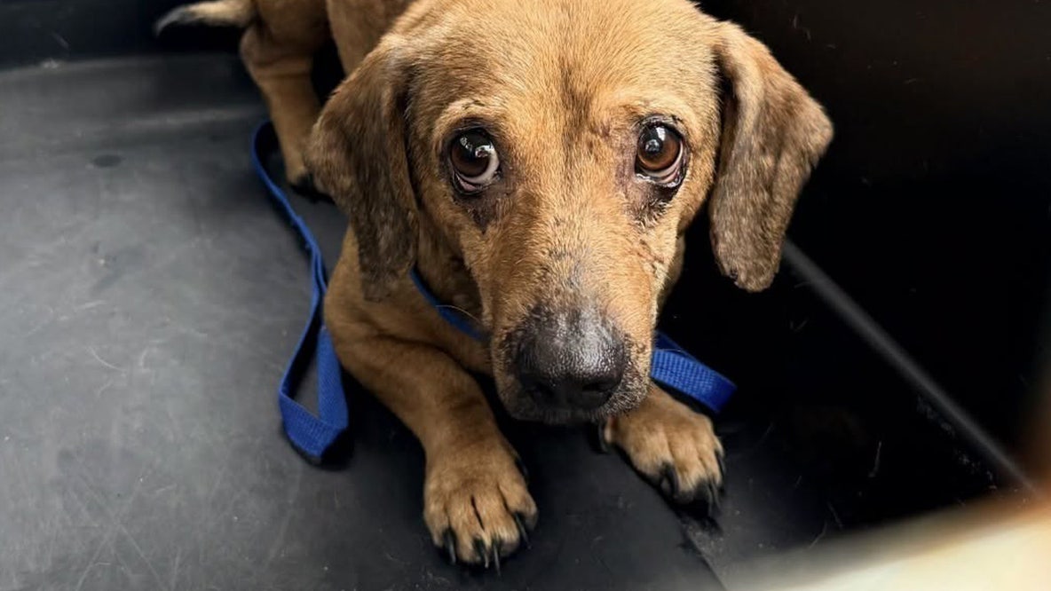 21 dachshunds recovering at Humane Society of Tampa Bay, rescued from hoarding situation