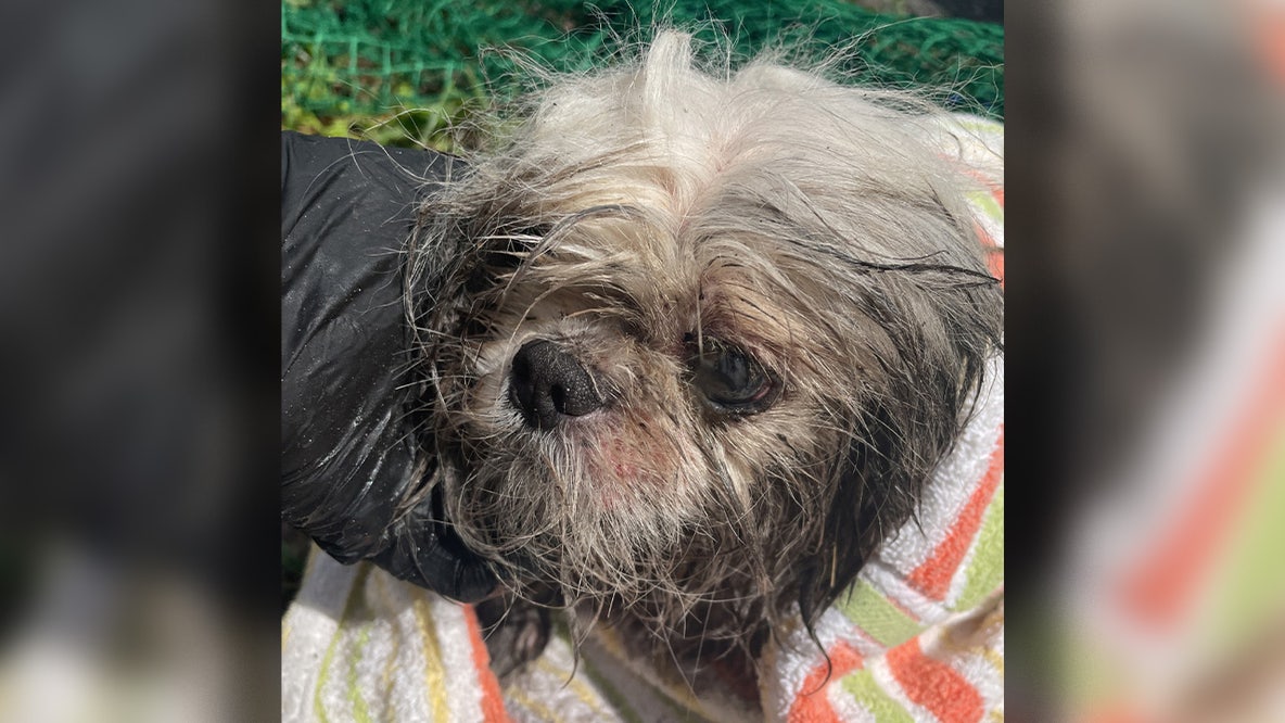 Dog stuck in Tampa storm drain rescued, recovering from health issues, Hillsborough officials say