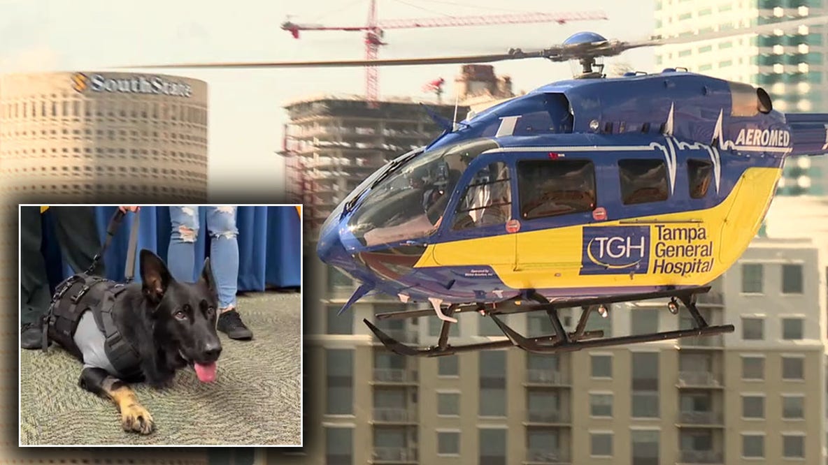 K9 Ace becomes first canine patient saved by Tampa General Aeromed