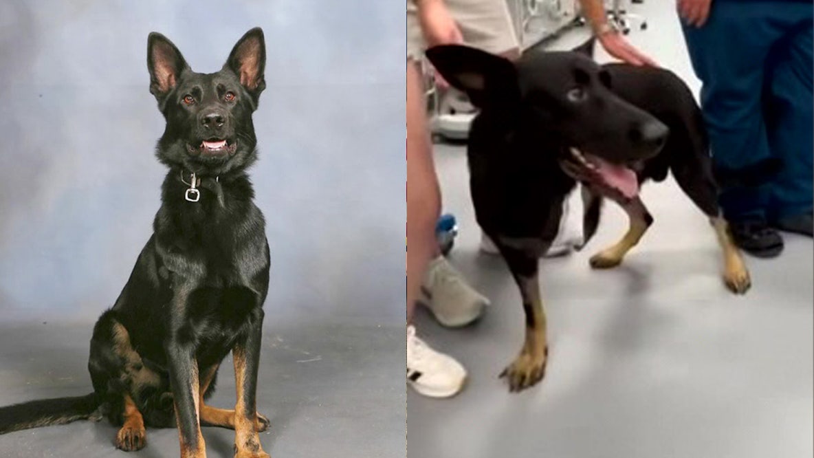 Canine blood donors save Polk County K9 Ace after being shot