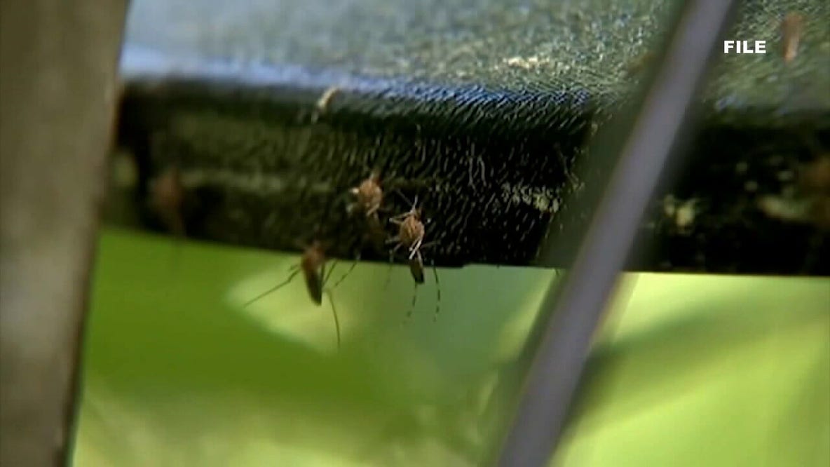 Tampa Bay mosquitoes: High humidity and rain drive summer surge