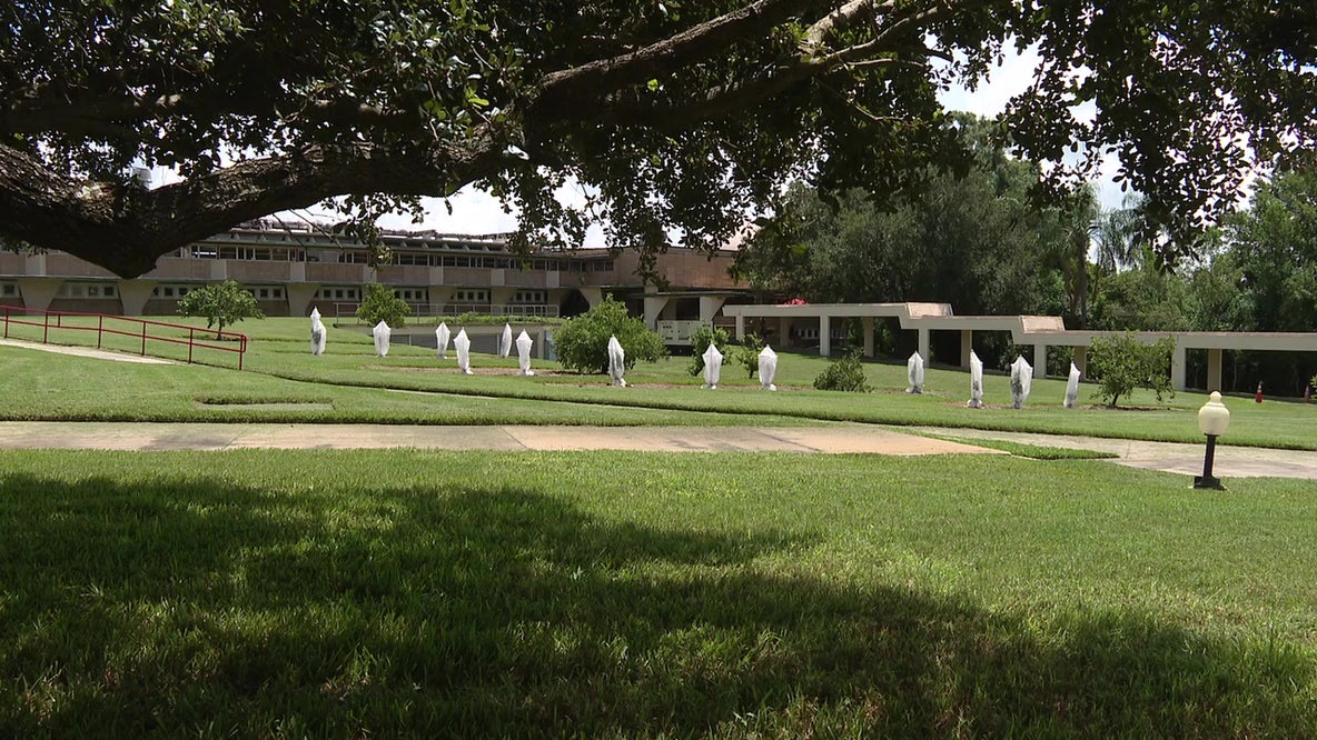 Florida Southern College turns citrus groves into 'living laboratories' to help rescue state's industry