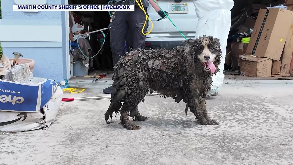 20 border collies rescued from ‘deplorable’ conditions in Florida home: MCSO