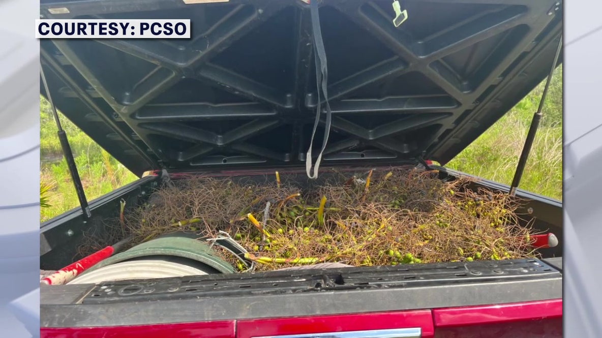 Polk County deputies crack down on saw palmetto berry thefts