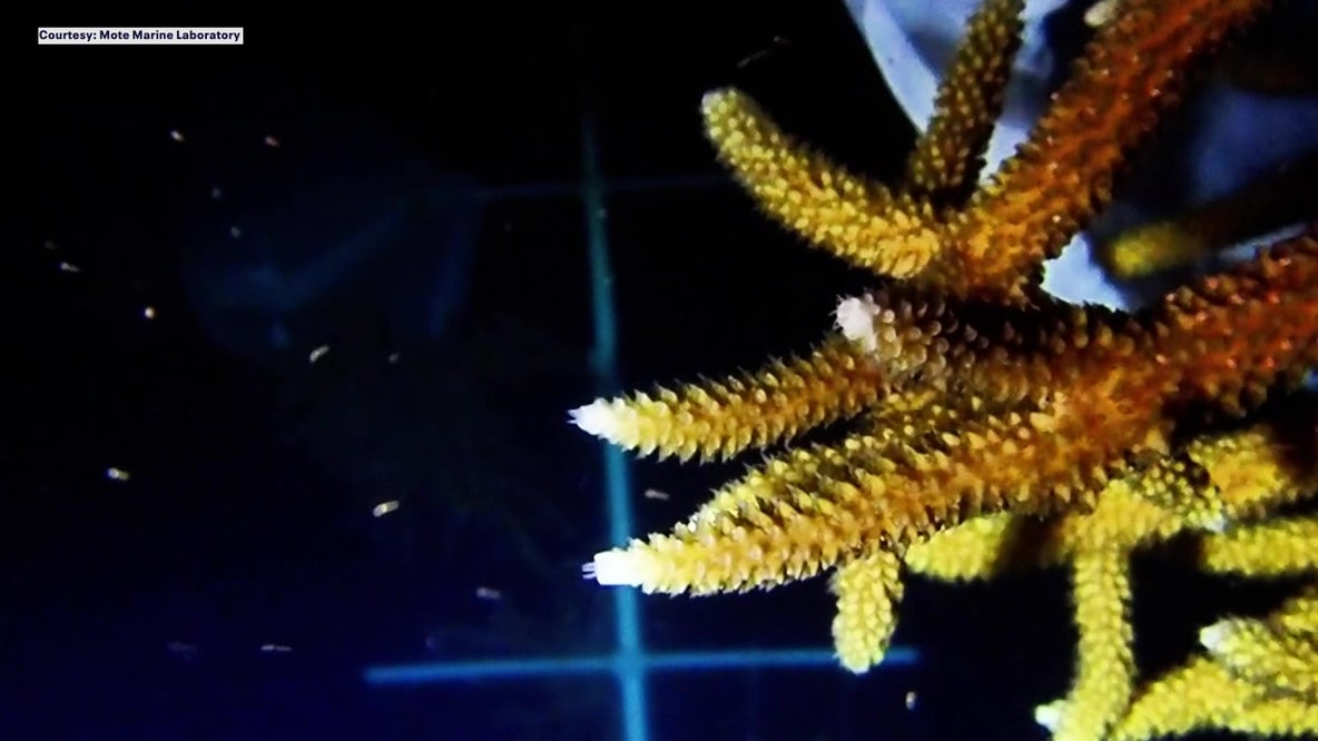 Scientists gather at night to watch annual spawning event to save Florida reefs