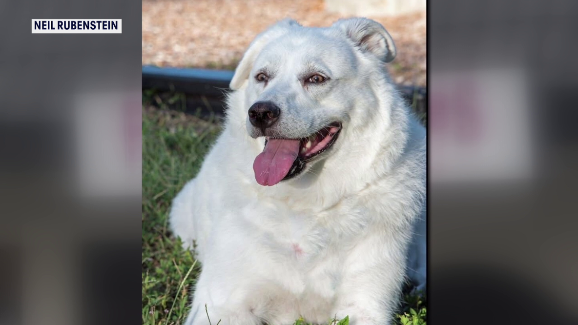 Animal advocates push for stricter pet grooming rules after dog dies during appointment