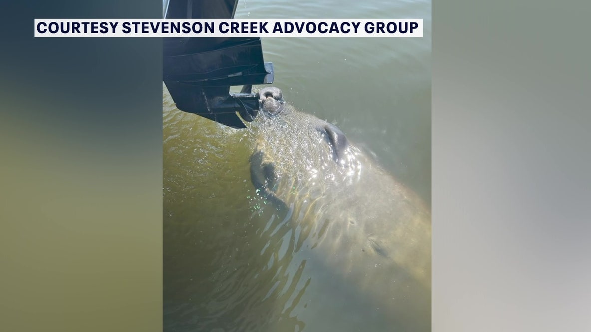 Clearwater moves to establish manatee protection zone in Stevenson Creek