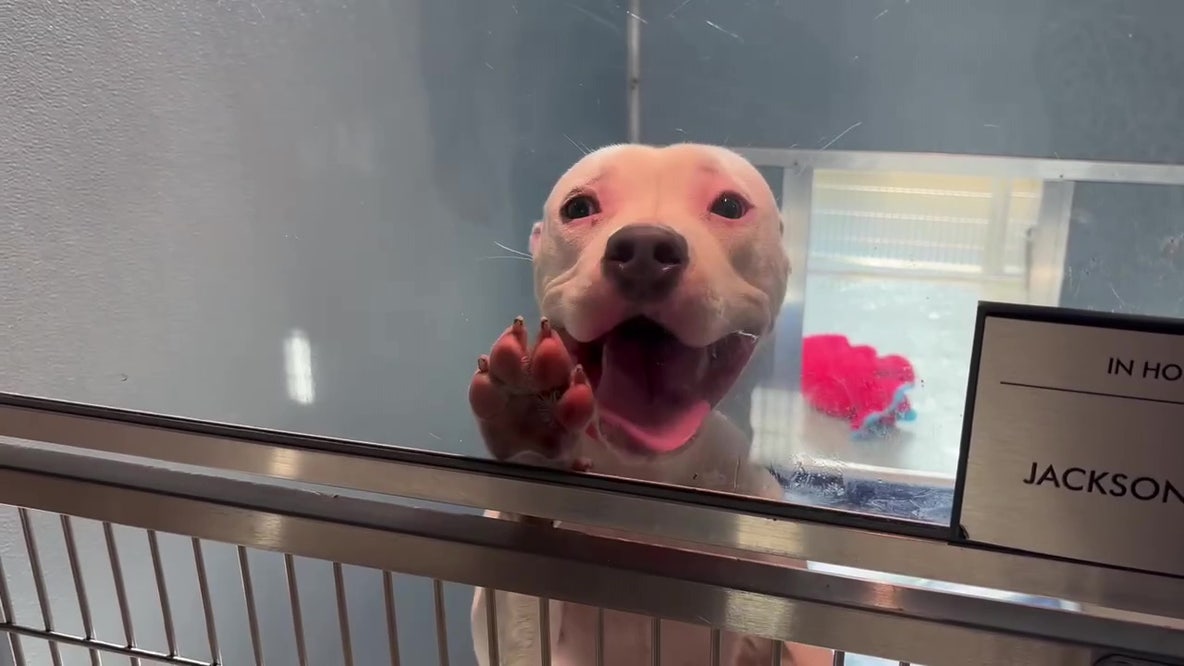 Clear the Shelters: Humane Society waives adoption fees in Tampa Bay
