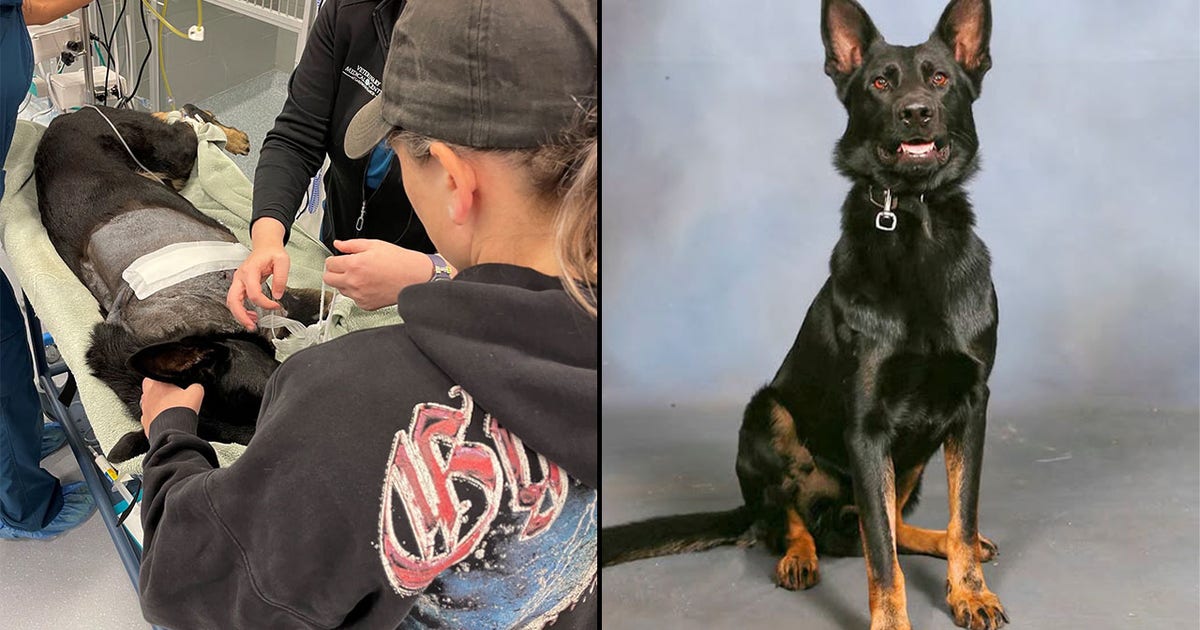 Polk County K9’s leg amputated after shootout in woods, forced to retire