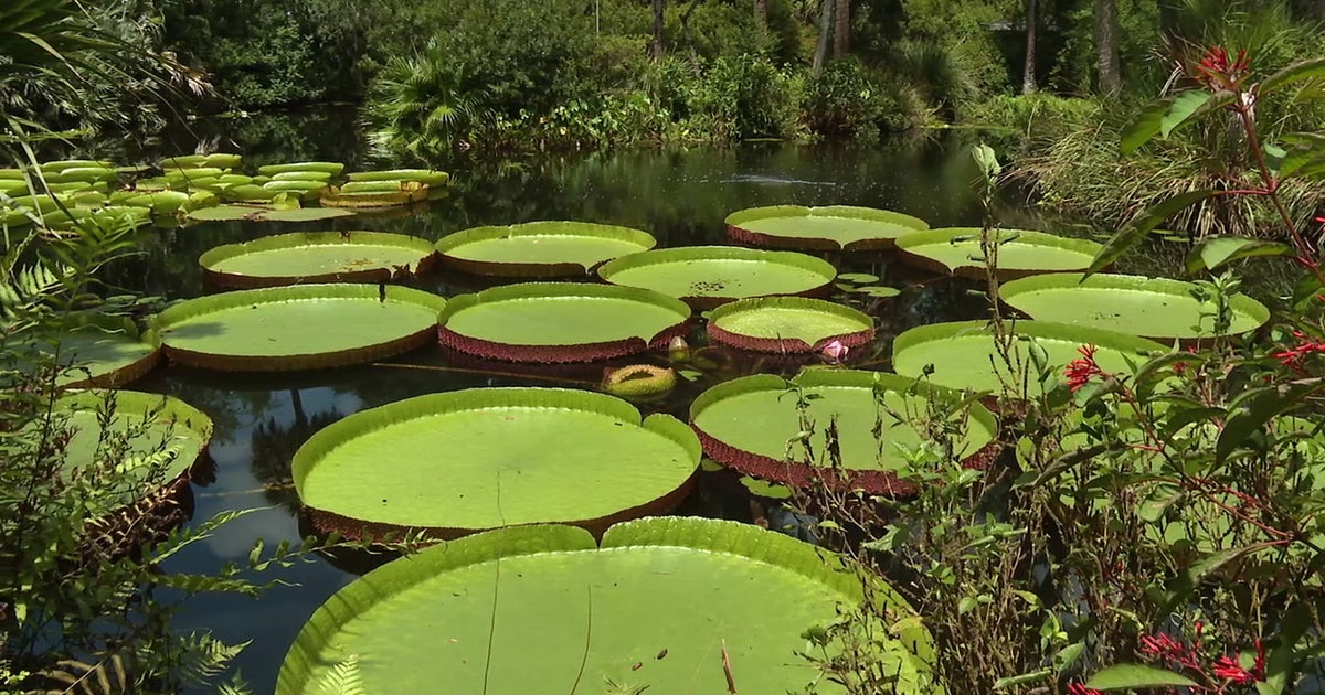 Bok Tower Gardens competes in global giant waterlily weigh-off