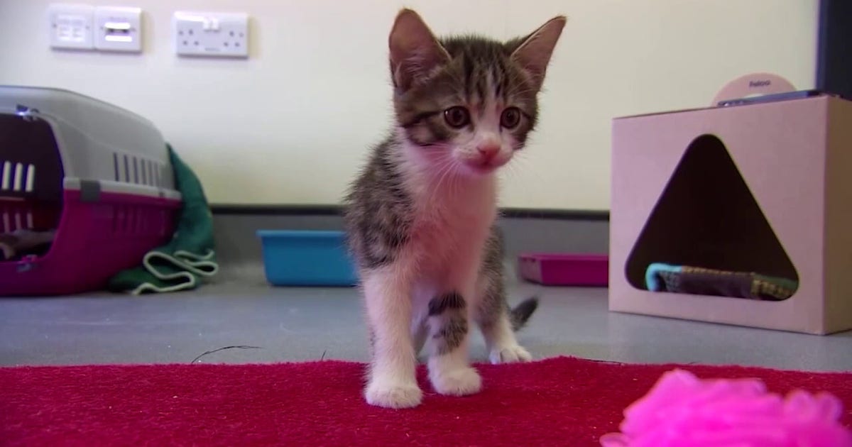 florida-cat-declawing-ban-lawmaker-plans-to-revive-bill-for-2027