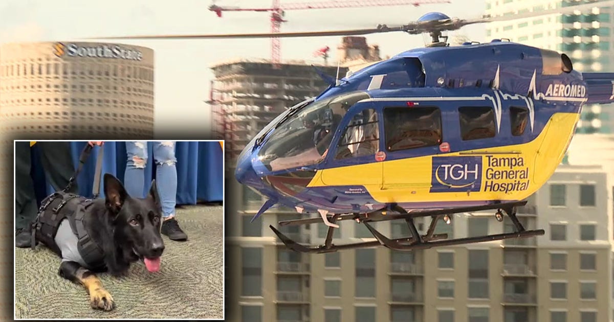K9 Ace becomes first canine patient saved by Tampa General Aeromed