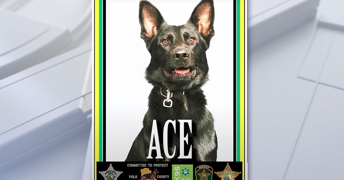 Polk County K9’s leg amputated after shootout in woods, forced to retire