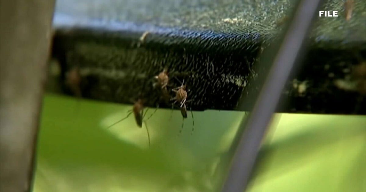 tampa-bay-mosquitoes-high-humidity-and-rain-drive-summer-surge-fox