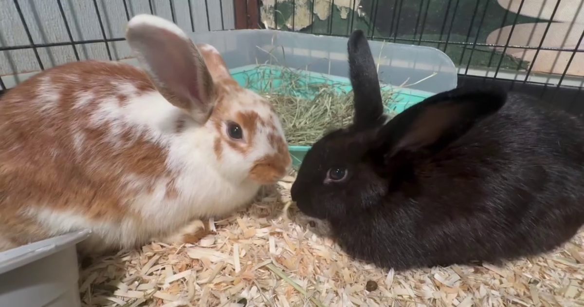 Humane Society of Tampa Bay treats dozens of abandoned rabbits