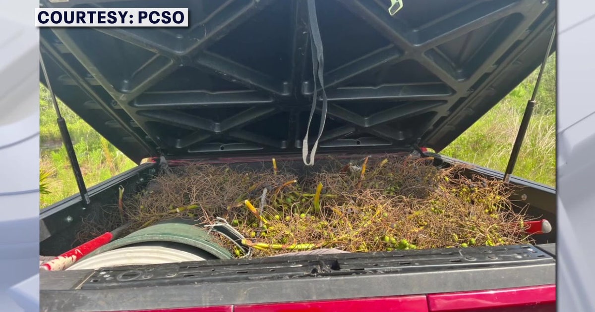 Polk County deputies crack down on saw palmetto berry thefts
