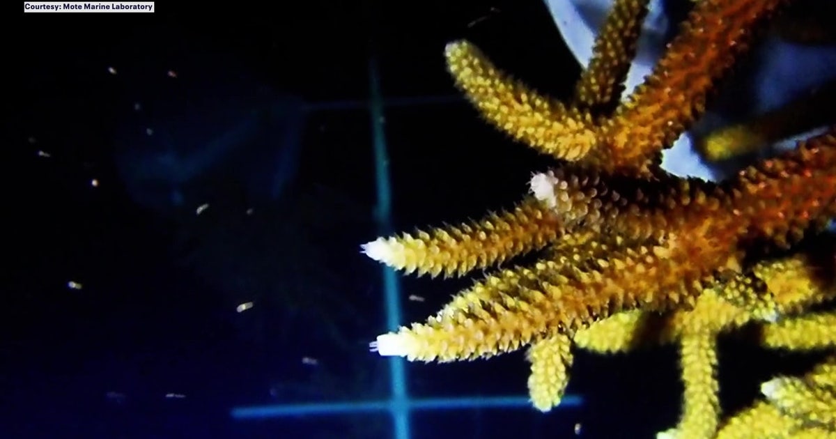 Scientists gather at night to watch annual spawning event to save Florida reefs