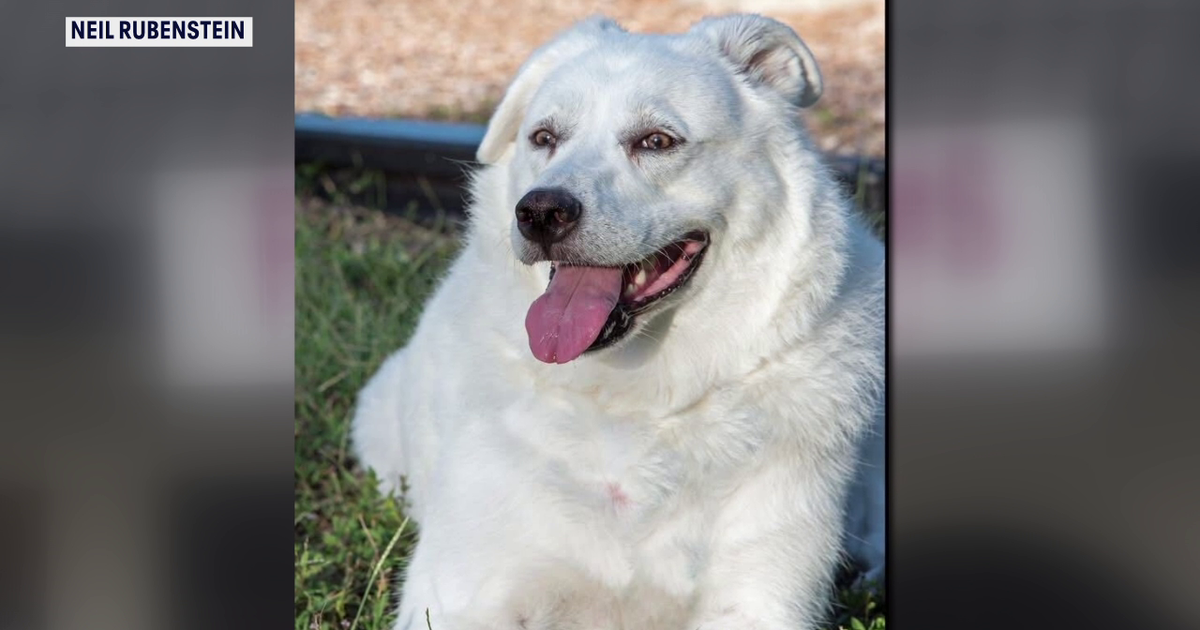 Animal advocates push for stricter pet grooming rules after dog dies during appointment