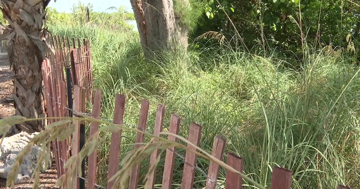 Sea Oats see impressive results off Anna Maria Island, project will continue