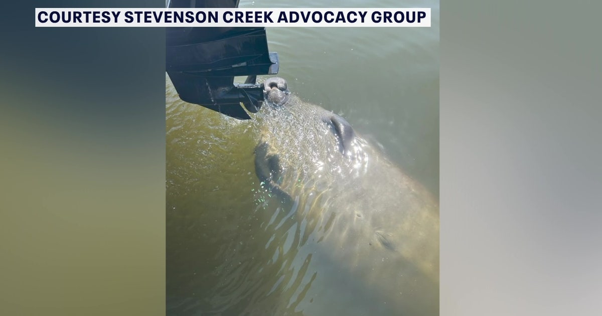 Clearwater moves to establish manatee protection zone in Stevenson Creek