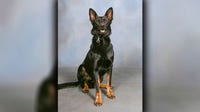 K9 Ace shot in Kathleen: Police dog survives emergency amputation