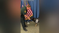 Video: K9 Ace greets Polk County Sheriff Grady Judd after being shot and having leg amputated