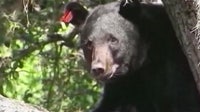 Florida bear hunting: Permit applications open Sept. 11