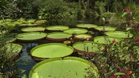 Bok Tower Gardens competes in global giant waterlily weigh-off