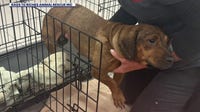Six more dachshunds rescued from ‘hoarding’ situation as 21 continue to recover in Tampa