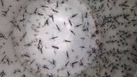Dengue fever Hillsborough County: Two local cases prompt mosquito treatments