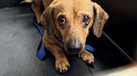 21 dachshunds recovering at Humane Society of Tampa Bay, rescued from hoarding situation