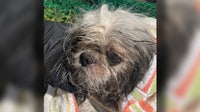 Dog stuck in Tampa storm drain rescued, recovering from health issues, Hillsborough officials say