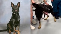 Canine blood donors save Polk County K9 Ace after being shot
