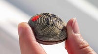 FGCU researchers using 1,500 clams and pink nail polish to help restore coastal ecosystems