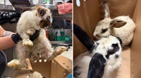 Abandoned rabbits: 22 rescued from Plant City park