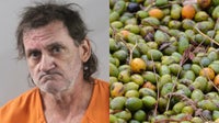Polk County saw palmetto berry poacher picked up on university property: PCSO