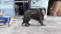 20 border collies rescued from ‘deplorable’ conditions in Florida home: MCSO