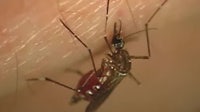 Dengue fever: 10 locally-acquired cases reported in Tampa Bay