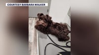 Wildlife rescue warns against using rat poison after East Lake dogs ingest rodenticide