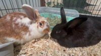 Humane Society of Tampa Bay treats dozens of abandoned rabbits