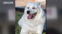 Animal advocates push for stricter pet grooming rules after dog dies during appointment
