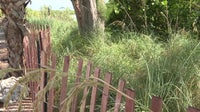 Sea Oats see impressive results off Anna Maria Island, project will continue