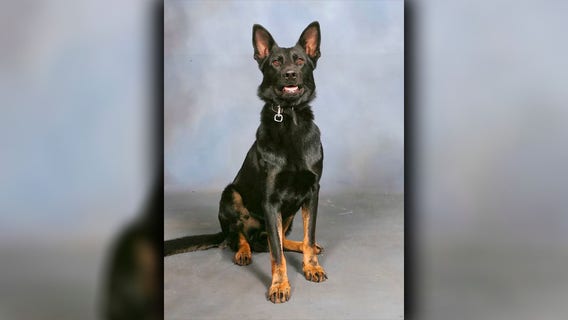 K9 Ace shot in Kathleen: Police dog survives emergency amputation