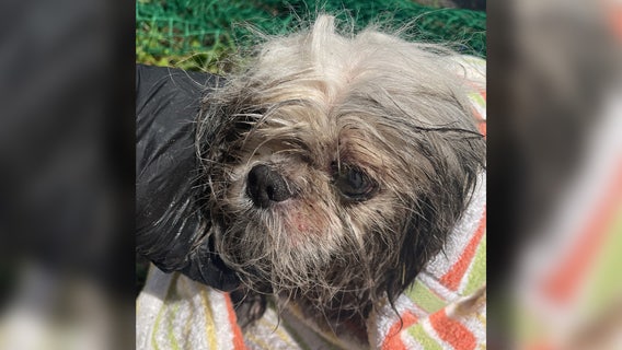 Dog stuck in Tampa storm drain rescued, recovering from health issues, Hillsborough officials say