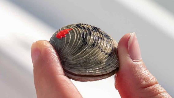 FGCU researchers using 1,500 clams and pink nail polish to help restore coastal ecosystems