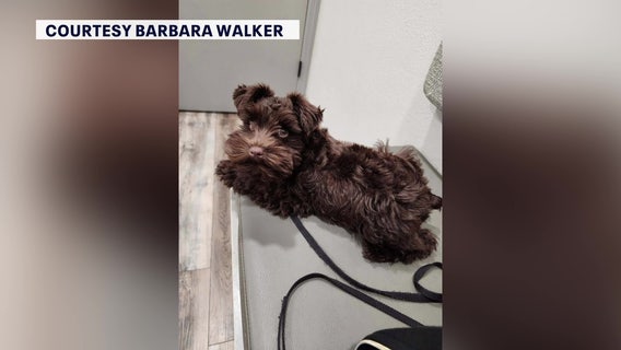 Wildlife rescue warns against using rat poison after East Lake dogs ingest rodenticide