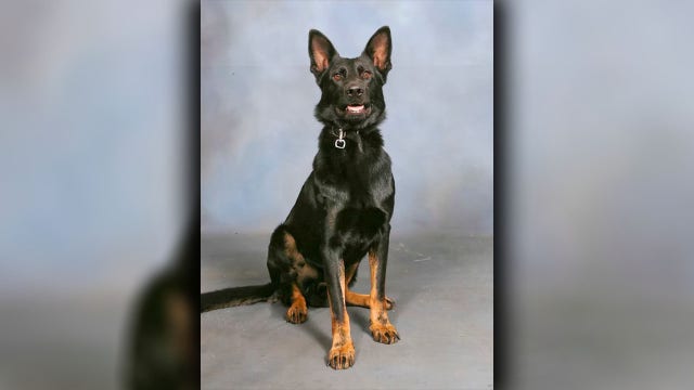 K9 Ace shot in Kathleen: Police dog survives emergency amputation