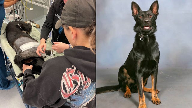 Polk County K9’s leg amputated after shootout in woods, forced to retire