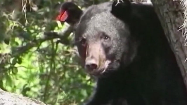 Florida bear hunting: Limited permit applications open Sept. 11