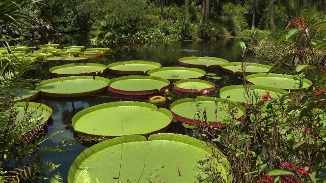 Bok Tower Gardens competes in global giant waterlily weigh-off